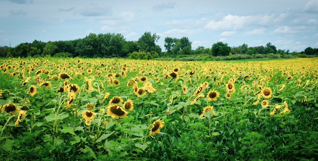  community solar farm Illinois ComEd